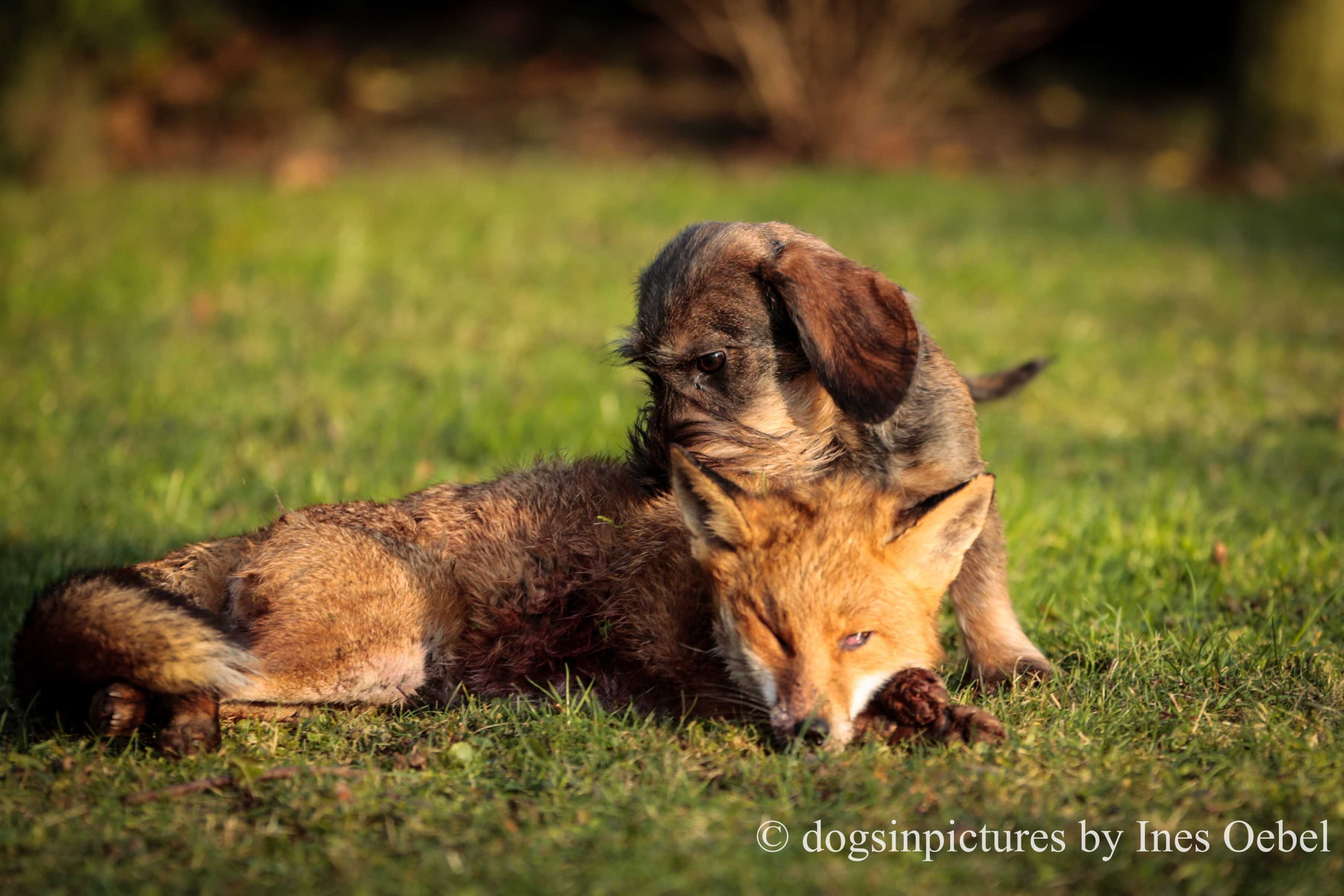 Versatil hunting dog